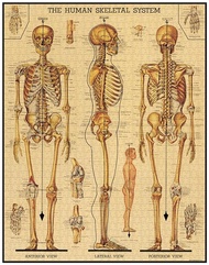 美國 Cavallini 1000片拼圖 / 人體骨骼