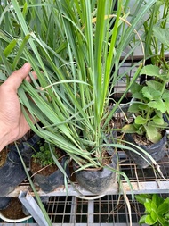 Buy1 Take1 LEMON GRASS TANGLAD (Herbal Plant NOT seeds) with FREE garden soil. STRICTLY LUZON ONLY. 