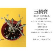 心栽花坊-玉麟寶(3吋)(多肉植物)售價70特價60
