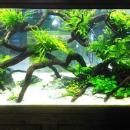 tanaman aquascape kadaka needle