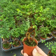 Small Leaf Elm Tree Bonsai Lifting Root Micro Potted Plant Office Handheld Bonsai Elm Sapling Authen