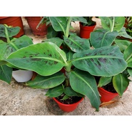 Dwarf Banana Plant Fruiting Indoor House Home Potted Plant