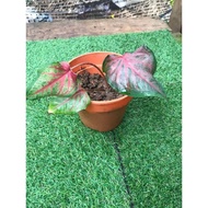 Caladium Red Dragon Tree