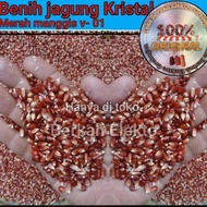 - BENIH JAGUNG KRISTAL MERAH MANGGIS //