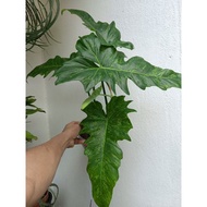 Philodendron Fiddle lime (pic 220324)