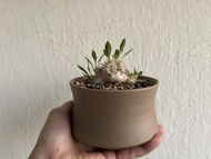 惠比須笑，塊根最長位置約6cm，盆口10cm，黃花，塊根，Caudex