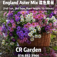 England Aster Mix 10 Seeds 混色紫苑10粒(Full Sun, 260 Days, Plant Height: 70-100cm)
