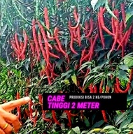 Bibit Cabe Keriting Lokal SINGKARAK Tinggi 2 m (10 gr)