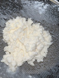 🥛奶克菲爾菌種 20g 極活躍🌟 Milk kefir strain 20g highly active✨