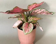 Aglaonema Lady Valentine Plant - Live Plant