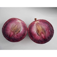 JD📌 Pokok Caimito | Susu vietnam | Star apple | Pokok buah | Real Fruit Plant | Ready Stock | JDNurs