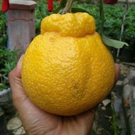NEW Bibit jeruk dekopon hasil okulasi cepat berbuah