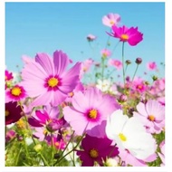 Cosmos flower mix seed (Cosmos Bipinnatus Mix)