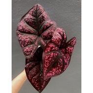 Keladi Darth Maul / Caladium Darth Maul