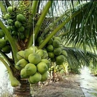Bibit kelapa wulung/kelapa hijau