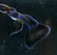 Dark Blue Moscow Guppy