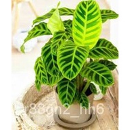 Seeds 【COD】10pcs Rare Calathea Seeds Air Freshening Plants Seeds #SW41 Lavender