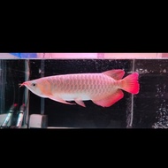 ikan Arwana super red