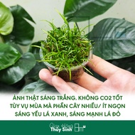 Cây Cỏ Đỏ Cỏ Thìa Cây Thủy Sinh Tiền Cảnh Trải Nền Không CO2 | 8m2