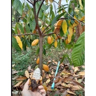 Pokok Koko / Cacao Tree  / Theobroma cacao