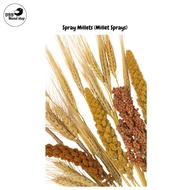 Millet Sprays Snacks Tibits For Small Parrot Birds Emas 10 Golden Cup Ola Higgins Witte Molen Maruka