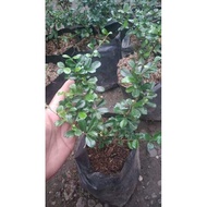 Bibit hokiantea import bunga bahan bonsai 30cm