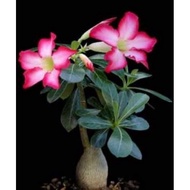 pokok kemboja adenium multi layer thailand ready stock