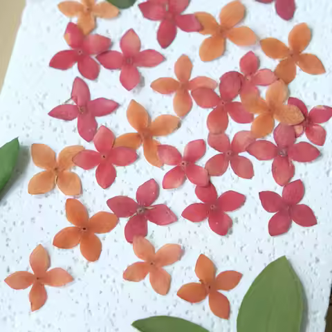 24pcs/1.5-2cm, Nature Ixora Chinensis Pressed Flower Petal DIY Face Makeup Drip Glue Pendant Jewelry