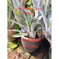 Aechmea Grey Ghost ( Bromeliad ) 積水风梨