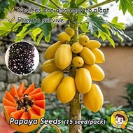 Dwarf Papaya Seeds Organic Fruit Seeds for Planting (10pcs/bag) Red Lady Papaya Seed Bonsai Fruit Tr