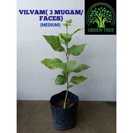 Vilvam Plant / Aegle Marmelos