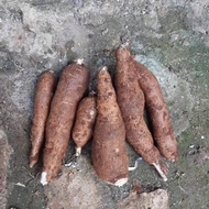Singkong racun singkong genderewo anti kanker