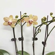 50 small black flower clips, fixing kie lan