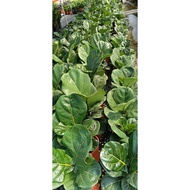 Anak Pokok Ficus Lyrata/Fiddle-Leaf Fig