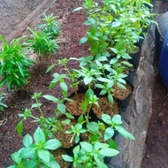 Basil plant seeds - basil leaf seeds BBK
