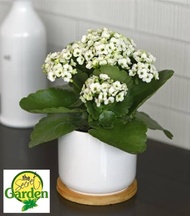 Florist Hybrid White Kalanchoe with FREE plastic pot, and garden soil (Indoor Plant, Real Plant, Liv