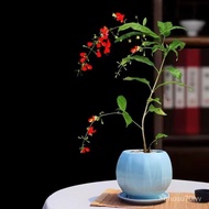 Lansang Vertical Silk Jasmine Fragrant Pot Vertical Branch Jasmine Green Plant Red Flower Everblooming Indoor