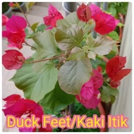 bunga kertas id duck feet anak pokok dan keratan batang