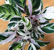 【COD】10pcs Rare Calathea Seeds Air Freshening Plants Seeds #SW12