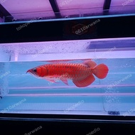 Arwana Super Red -+40cm..