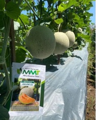 100 Benih Bibit Biji Melon F1 DELON 65 Oren Import Hibrida Seeds Super Manis