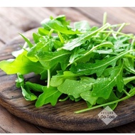 🍃🍃 ARUGULA SEEDS 🍃🍃/ BENIH Gargil 🌱🌱/بذور الجرجير 🍃🍃EGYPTIAN SEEDS
