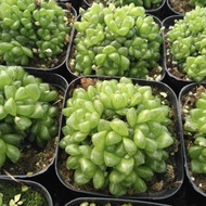 Ice Lantern Big Jade Dew Group 10cm Pot Explosion Pot Beautiful Big Balls