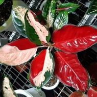 Tanaman Hias Aglaonema Threecolour - Aglonema treecolor