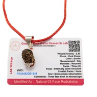 3 Mukhi (3 Face Rudraksha) Lab Certified Original Rudraksha Bead with Red Thread
