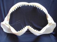 [公牛鯊嘴牙]46公分公牛鯊魚嘴..專家製作雪白無魚腥味!..是標本也是掛飾.!. #3.4628