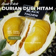 🔥ANAK POKOK BLACK THORN / DURIAN DURI HITAM / ORIGINAL OCHEE🔥🔥