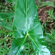 alocasia zebrina Lampung