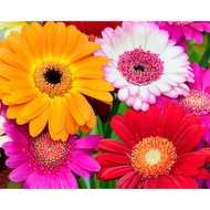 Benih Segar Biji Benih Bunga Daisy Gerbera Daisy Flower Daisy Seed - 5 Seed