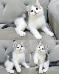 Kucing british shorthair betina 2,5 bulan